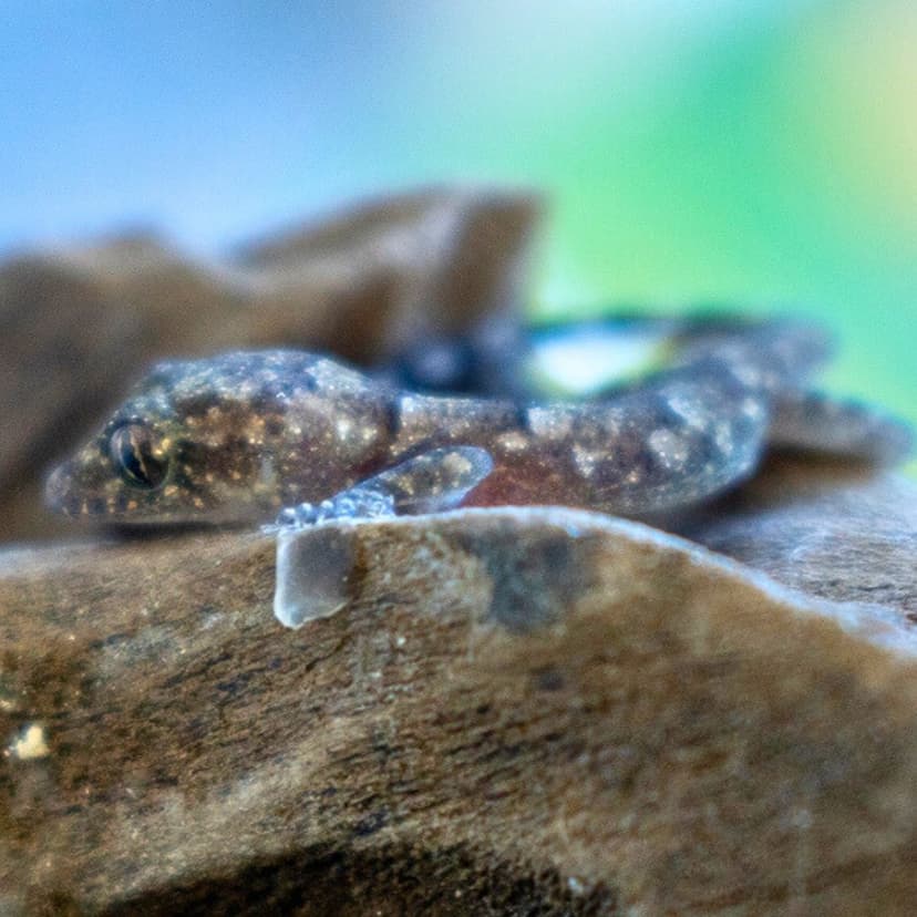 Hémidactyle mabouia, hémidactyle commun ou gecko des maisons