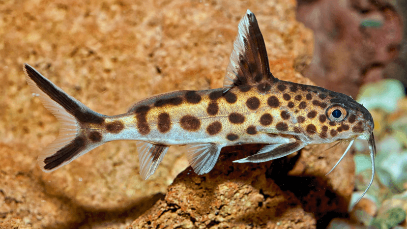 Synodontis élégante ou Synodontis naine
