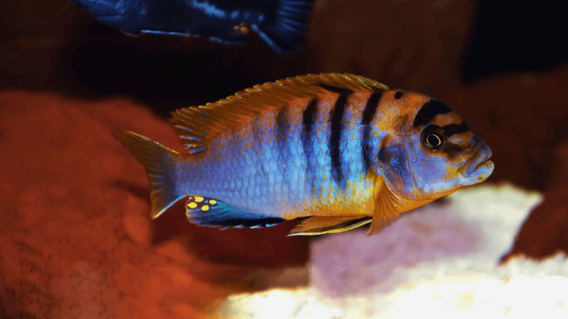 « Hongi » ou « Hongi à tête rouge »