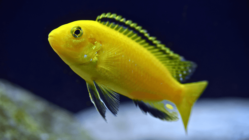 « labido jaune » ou « yellow lab »