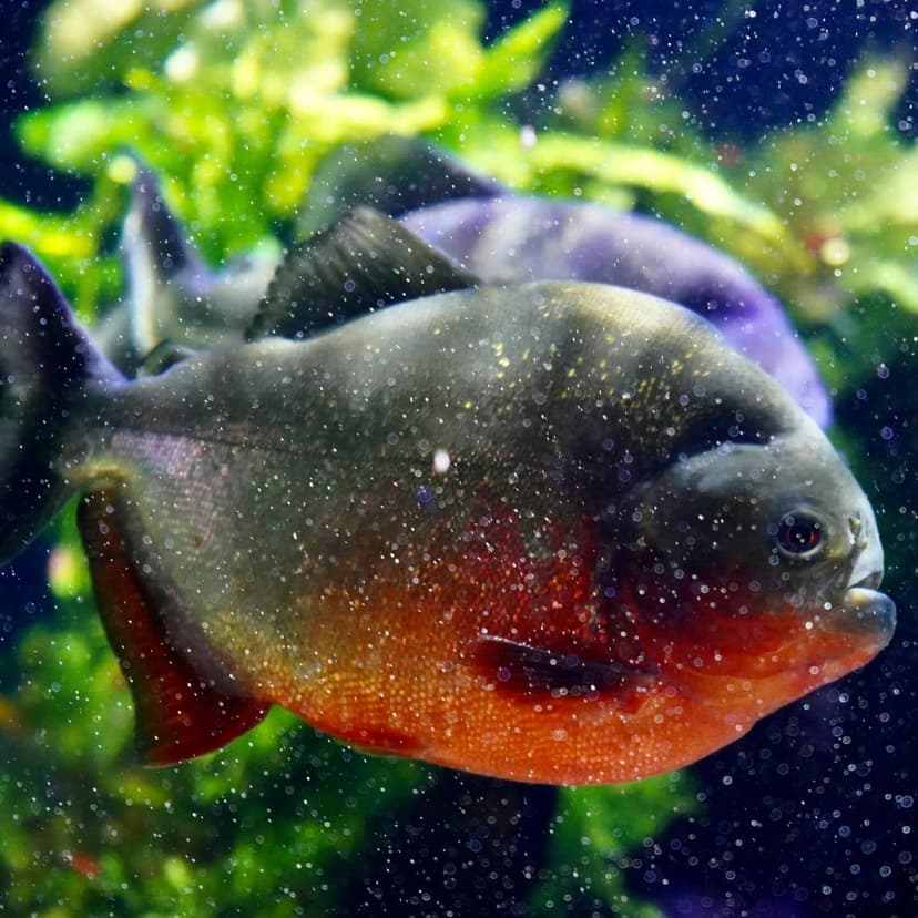 Piranha à ventre rouge, piranha rouge.