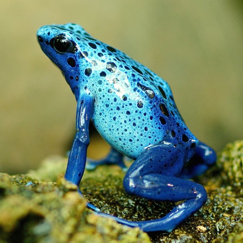 Dendrobate azureus, grenouille à flèches bleue ou dendrobate bleu